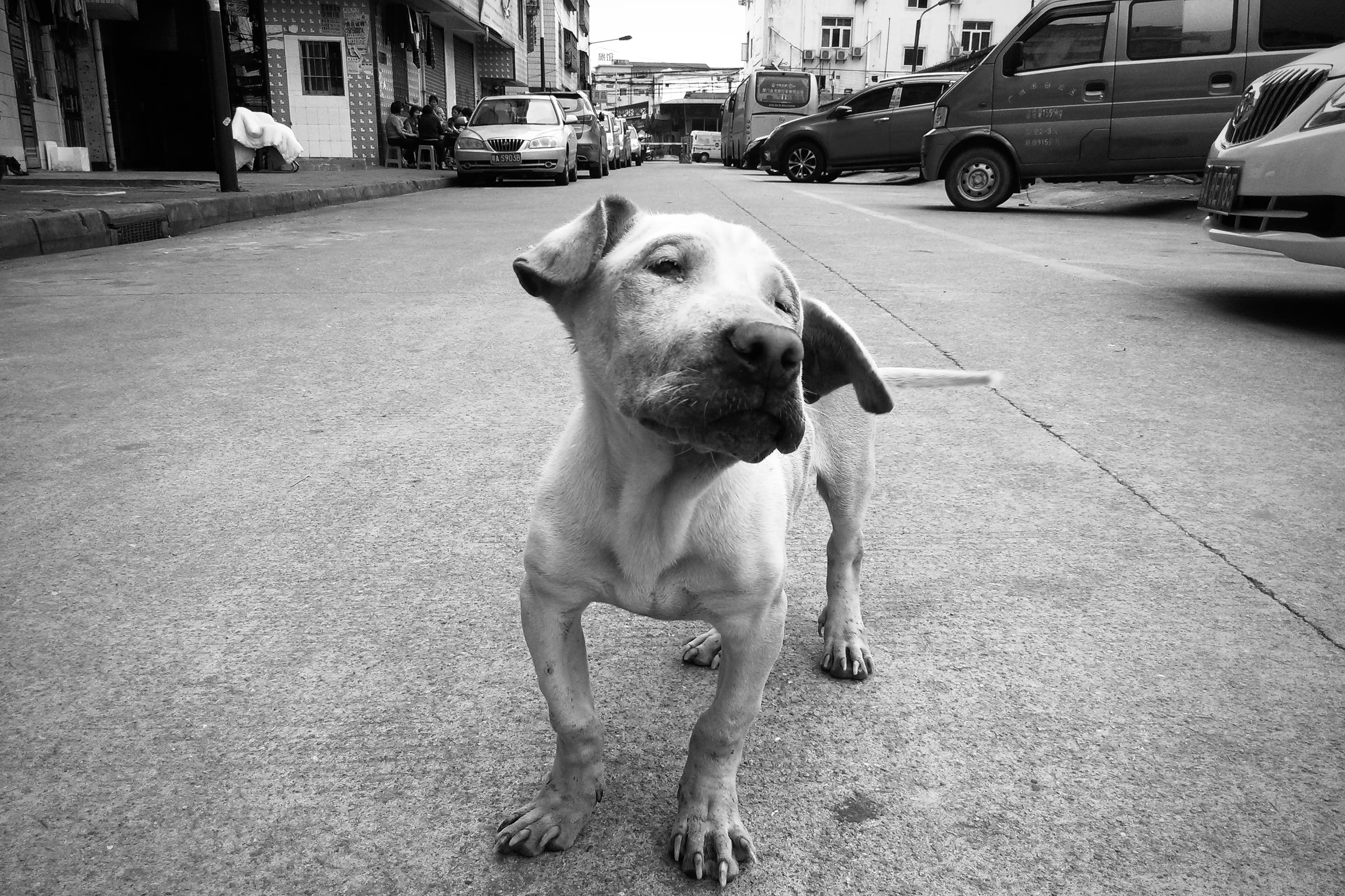 A pralyzed but rather strong dog