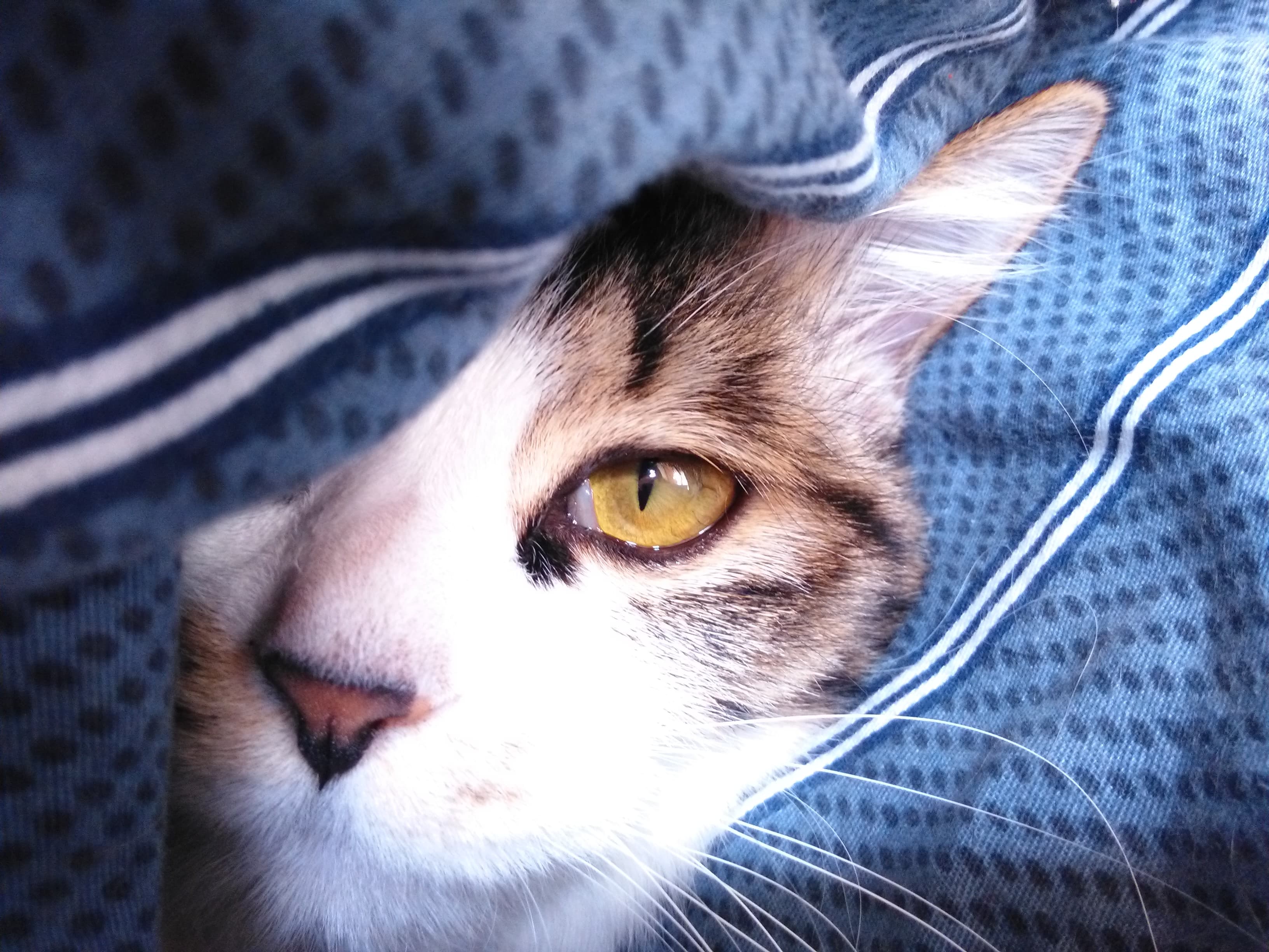 Cat in a Blanket